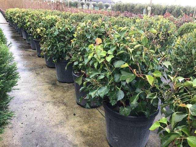 Iedera Arborescens" 0.60 - 0.80 m Hedera helix "Arborescens"