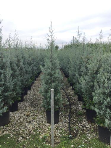 Chiparos de Arizona fastigiat 1.75 - 2.00 m Cupressus arizonica ‘Fastigiata’