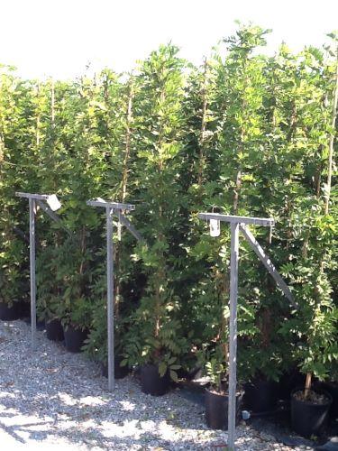Glicina chinezească Yokahama Fuji" 2.00 m Wisteria chinensis "Yokahama Fuji"