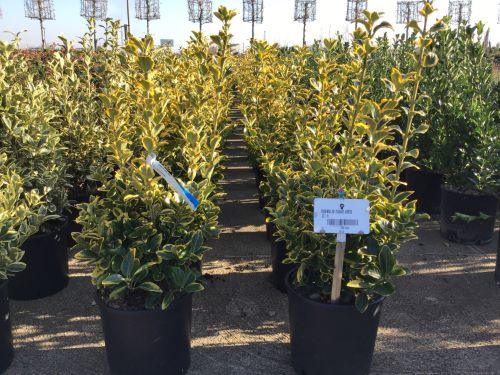 Salba japoneza  Elegant Aureus " 0.60 -0.80 m  Euonymus jap. "Elegant Aureus"