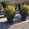 Salba japoneza Elegant Aureus " minge 0.60 -0.80 m  Euonymus jap. "Elegant Aureus"