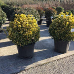 Salba japoneza Elegant Aureus " minge 0.60 -0.80 m  Euonymus jap. "Elegant Aureus"