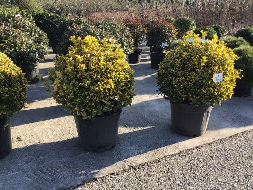 Japanese sage Elegant Aureus " ball 0.60 -0.80 m Euonymus jap. "Elegant Aureus"