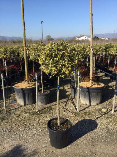 Holy laurel "Argenteomarginata" 1.50 -1.70 m Ilex aquifolium Argenteomarginata"