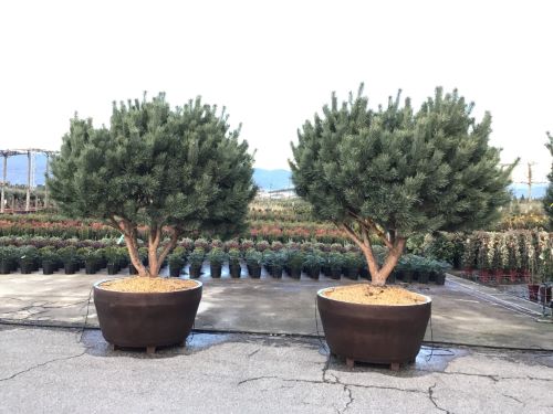 Multistemmed forest pine 1.70 -2.00 m Pinus Sylvestris