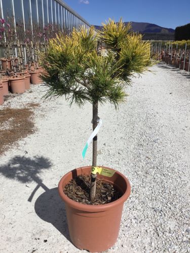 Winter Gold dwarf pine" 1.00 - 1.20 m Pinus mugo "Winter Gold"