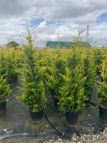 Chiparos leylandii Gold Rider " 1.50 - 1.75 m Cupressocyparis leylandii "Gold Rider "