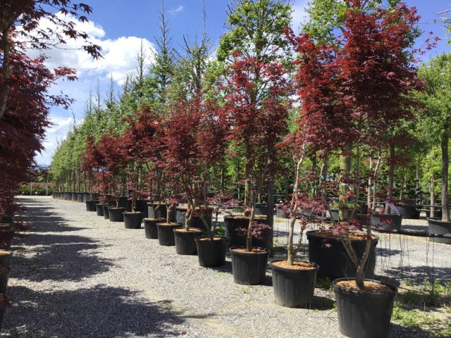 Artar japonez Fireglow" 1.80 - 2.00 m Acer palm "Fireglow"