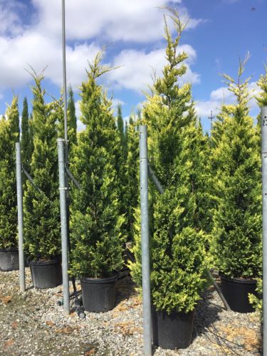 Cypress leylandii Gold Rider " 2.30 - 2.50 m Cupressocyparis leylandii "Gold Rider "