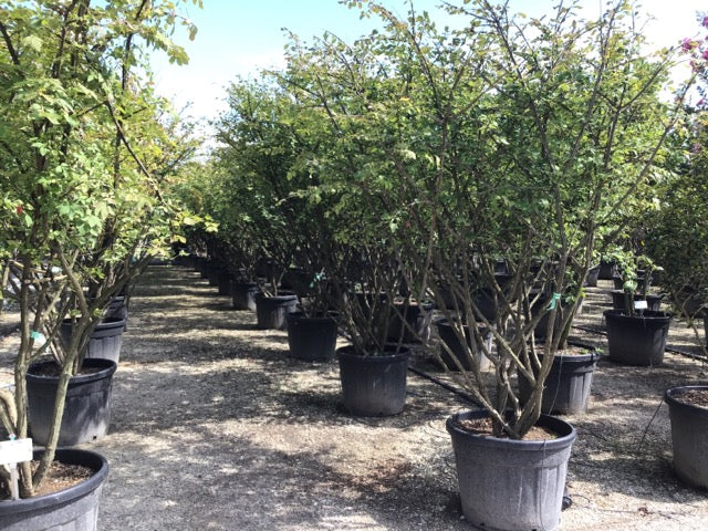 Euonymus alatus multi-stemmed 1.50 - 1.80 m Euonymus alatus