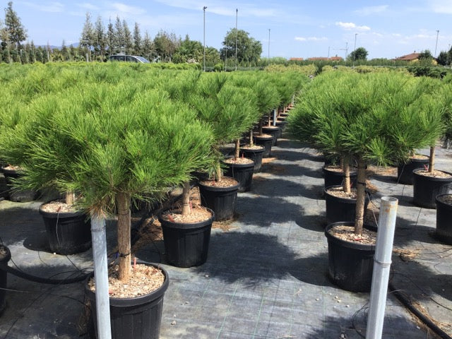 Japanese red pine Alice Verkade" 1.00 - 1.20 m Pinus densiflora "Alice Verkade"