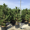 Pin negru Oregon Green" 1.80 - 2.00 m  Pinus nigra "Oregon Green"