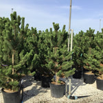 Pin negru Oregon Green" 1.80 - 2.00 m  Pinus nigra "Oregon Green"