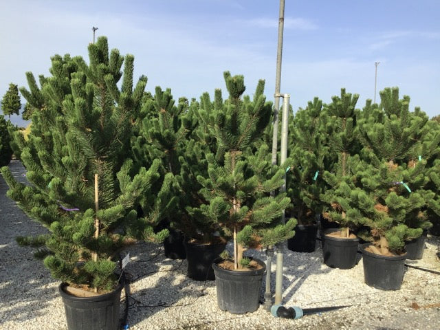 Black pine Oregon Green" 1.80 - 2.00 m Pinus nigra "Oregon Green"
