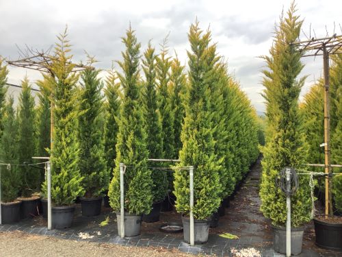 Cypress leylandii Gold Rider " 2.30 - 2.50 m Cupressocyparis leylandii "Gold Rider "