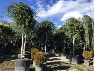 Himalayan Cedar Pendula" 2.50 - 3.00 m Cedrus deodora "Pendula"