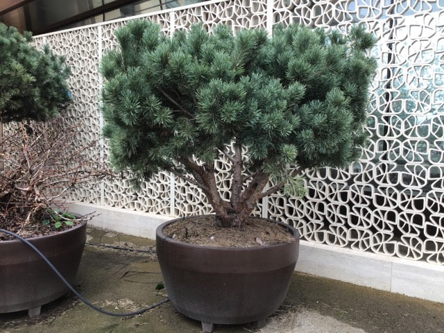 Multistemmed forest pine 1.70 -2.00 m Pinus Sylvestris