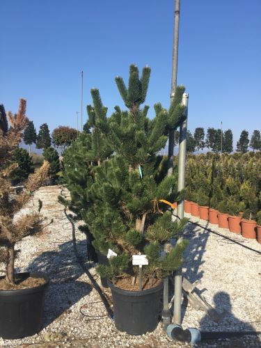 Black pine Oregon Green" 1.80 - 2.00 m Pinus nigra "Oregon Green"