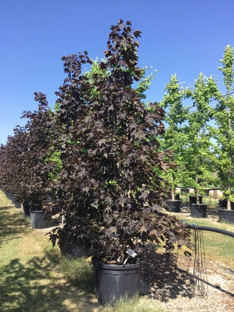 Red maple Crimson King" bush 2.00 - 2.20 m Acer platanoides "Crimson King"
