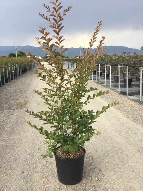 Liliac Indian Violacea Grassi" 1.30 - 1.50 m Lagerstroemia Indica "Violacea Grassi"