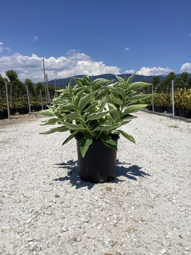 Hortensia Tricolor" 0.50 - 0.70 m  Hydrangea macr. "Tricolor"