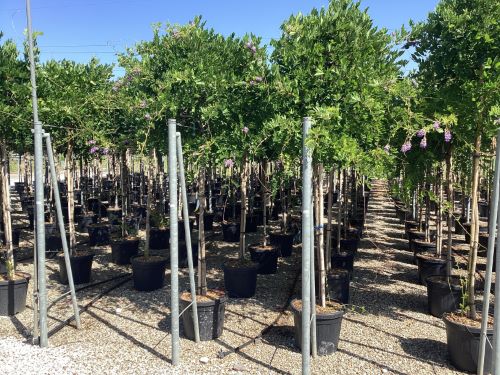 Glicina chinezească arbore 2.00 m Wisteria chinensis Prolific"