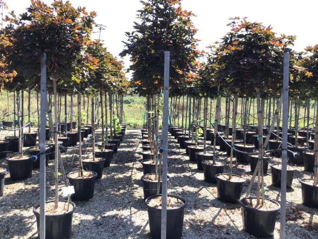 Red Maple Crimson Sentry" 1.75 - 2.00 m Acer platanoides "Crimson Sentry"