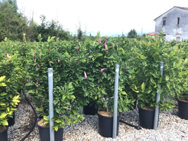 Magnolia Susan" 1.30 - 1.50 m Magnolia "Susan"