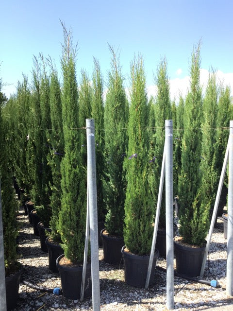 Italian cypress 1.70 - 2.00 m Cupressus sempervirens Pyramidalis"