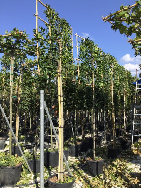 Ilex Nellie R.Stevens" landing on the trunk 3.00 - 3.50 m Ilex mutchagara "Nellie R.Stevens"