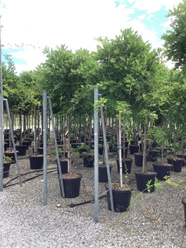 Glicina chinezească arbore 2.00 m Wisteria chinensis Prolific"