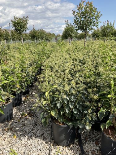 Iedera Arborescens" 0.60 - 0.80 m Hedera helix "Arborescens"