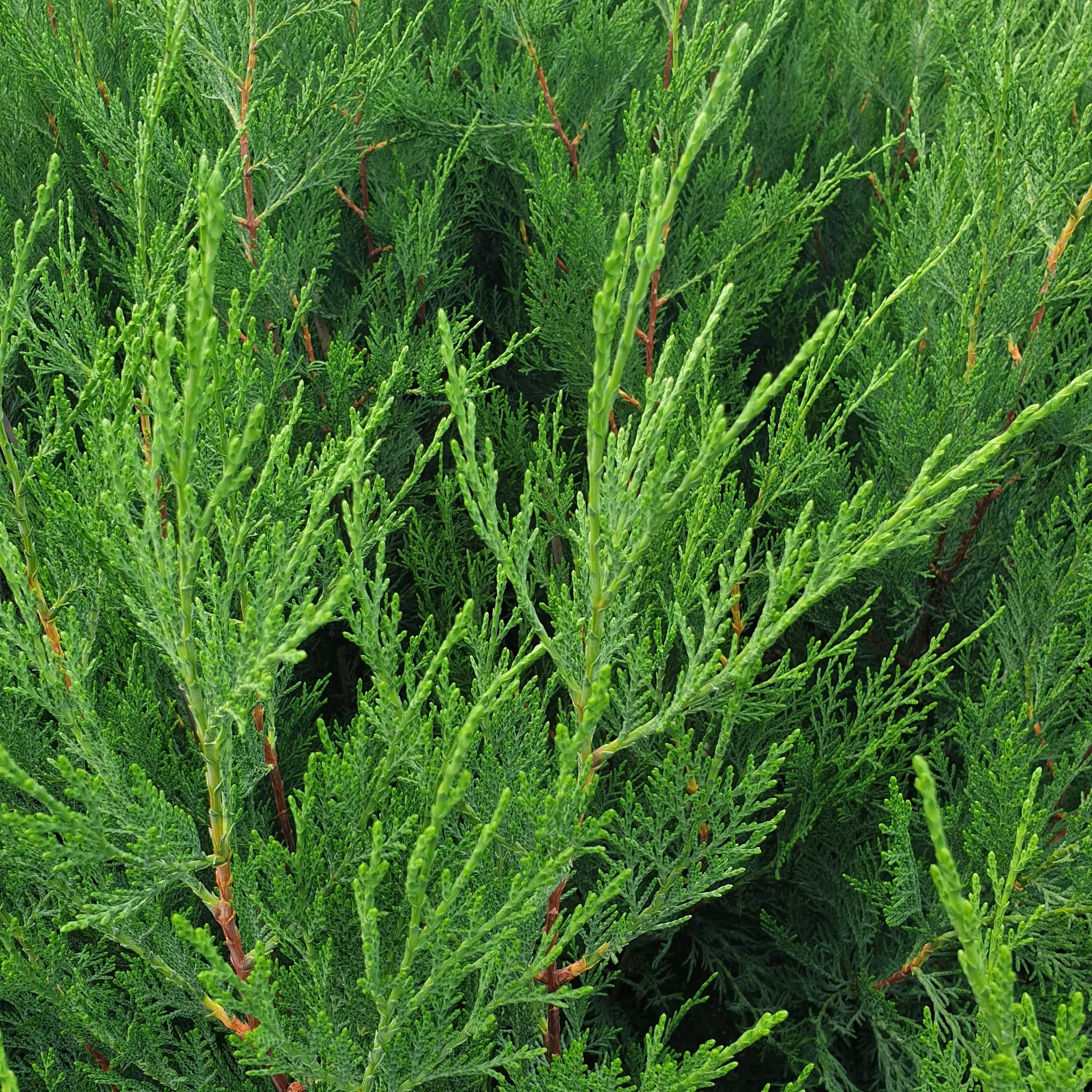 Cypress leylandii 2001" 1.70 - 2.00 mx Cupressocyparis leylandii "2001 - Pyramidalis"