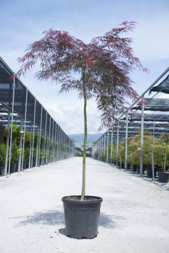 Japanese maple Tamukeyama" 1.20 - 1.40 m Acer palmatum dissectum "Tamukeyama"