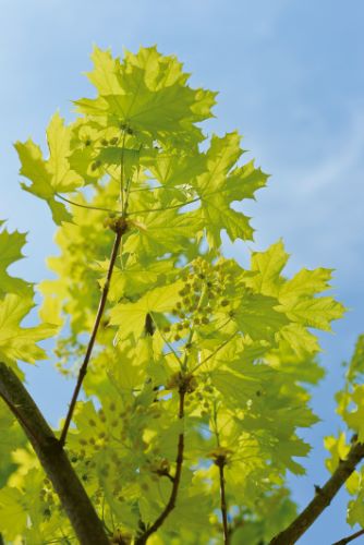 "Princeton Gold" 3.00 - 3.50 m Acer platanoides "Princeton Gold"
