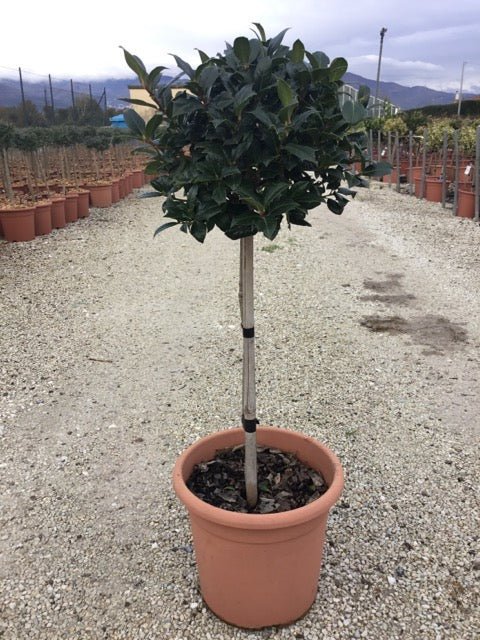 Ilex Nellie R.Stevens" 0.50 - 0.70 m Ilex mutchagara "Nellie R.Stevens"