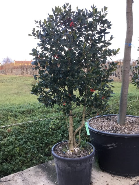 Ilex Nellie R.Stevens" multi-stemmed 1.50 - 1.75 m Ilex mutchagara "Nellie R.Stevens"