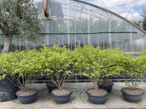 Euonymus alatus Compactus" multi-stemmed 1.20 - 1.50 m Euonymus alatus "Compactus"