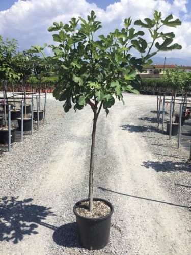 Fig "Brown Turkey" 1.50 - 2.00 m Ficus carica "Brown Turkey"