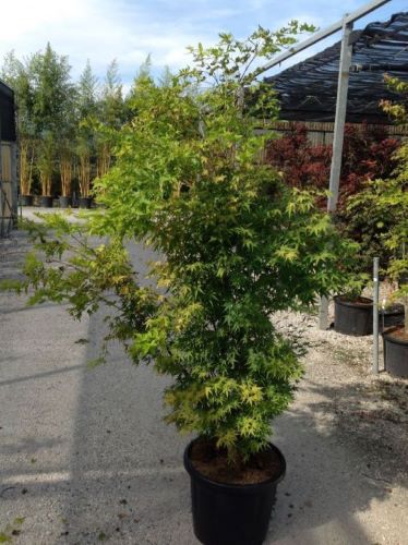 Japanese maple 'Sango Kaku'' 1.70 - 2.00 m Acer palmatum 'Sango Kaku''