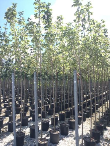 Artar Drummondii" 3.00 - 3.50 m Acer Platanoides "Drummondii"