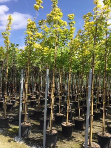 "Princeton Gold" 3.00 - 3.50 m Acer platanoides "Princeton Gold"