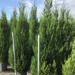 Chiparos leylandii 2001" 1.70 - 2.00 m  x Cupressocyparis leylandii "2001 - Pyramidalis"