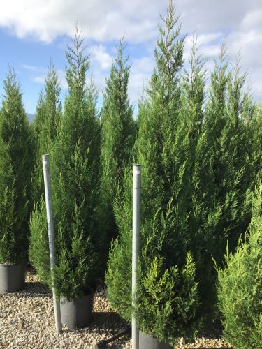 Cypress leylandii 2001" 1.70 - 2.00 mx Cupressocyparis leylandii "2001 - Pyramidalis"