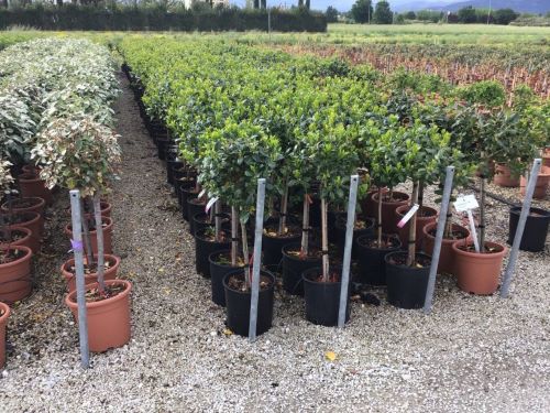 Ilex Nellie R.Stevens" 0.50 - 0.70 m Ilex mutchagara "Nellie R.Stevens"