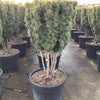 Multi-stemmed columnar golden yew 1.00 - 1.40 m Taxus baccata Fastigiata Aurea"