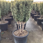 Multi-stemmed columnar golden yew 1.00 - 1.40 m Taxus baccata Fastigiata Aurea"