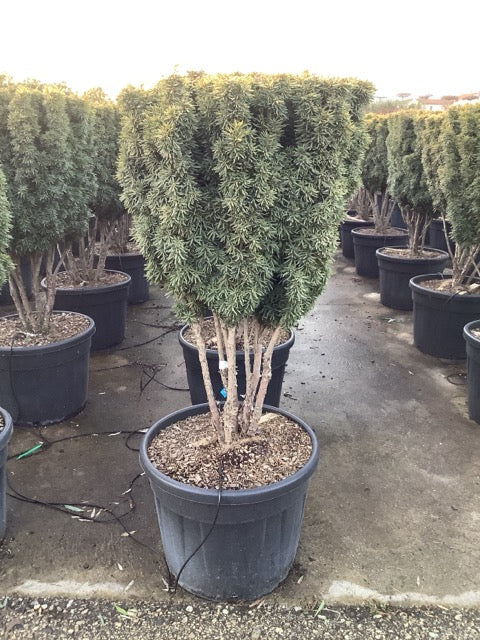 Multi-stemmed columnar golden yew 1.00 - 1.40 m Taxus baccata Fastigiata Aurea"