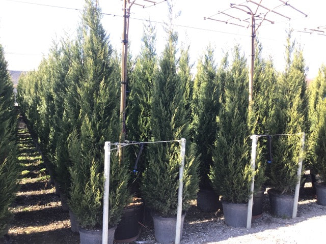 Cypress leylandii 2001" 1.70 - 2.00 mx Cupressocyparis leylandii "2001 - Pyramidalis"