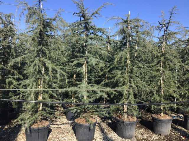Pendulum Himalayan cedar 2.20 - 2.50 m Cedrus deodara Pendula"